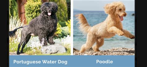 Collie vs Poodle: A Comprehensive Comparison of Two Iconic Breeds