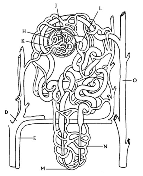 Color Sheet Structure Of The Nephron Answers Doc