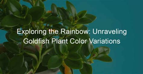 Coloration Mechanisms: Unraveling the Rainbow