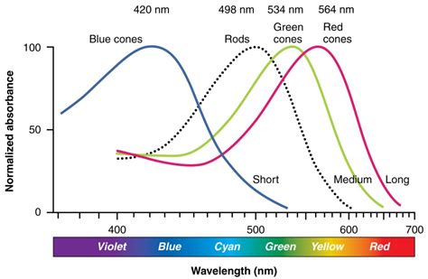 Colors: A Spectrum of Perception