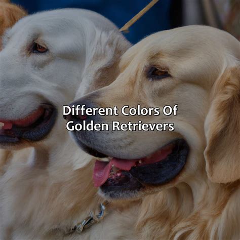 Colors of Golden Retrievers: A Golden Gem