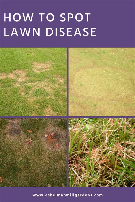 Combatting the Louisiana Lawn Treat: Identifying and Treating Fungus