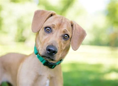 Combinação Cachorro: Um Guia Completo para Donos de Cães