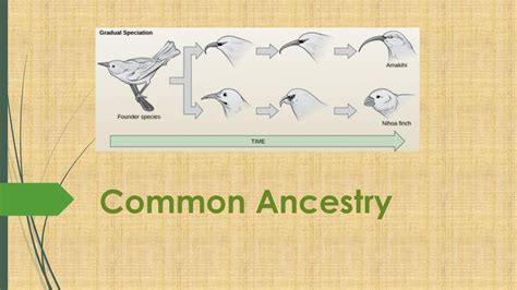 Common Ancestry: