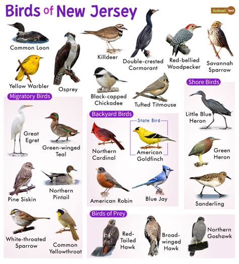 Common Birds of New Jersey