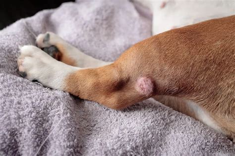 Common Causes of Bumps on Dog Legs