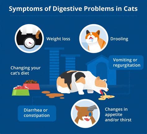 Common Digestive Issues in Pets and Their Causes