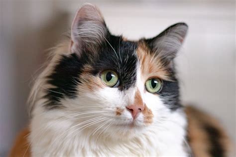 Common Mistakes to Avoid When Caring for a Calico Cat