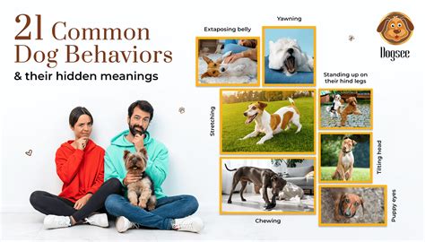 Common Pet Behaviors and Their Meanings: