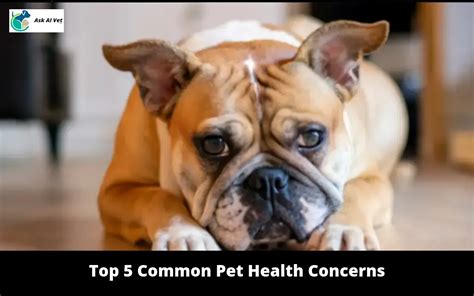 Common Pet Health Concerns