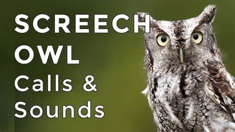 Common Screech Owl Sounds