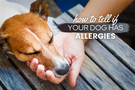 Common Signs and Symptoms of Sensitivities in Dogs: