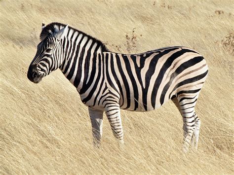 Common Zebra