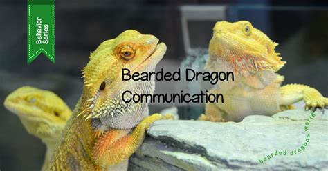 Communicate with the Dragon: