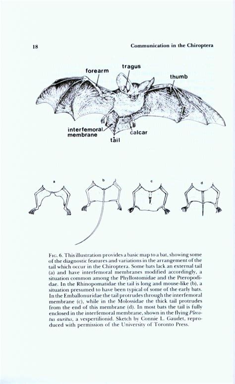 Communication in the Chiroptera Epub