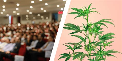 Como Canviar Grass a Dólares: El Guía Definitivo de Inversión en Cannabis