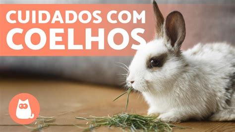 Como Comprar um Coelho: Um Guia Completo