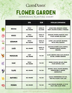 Companion Planting Chart For Flowers