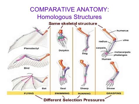 Comparative Anatomy: