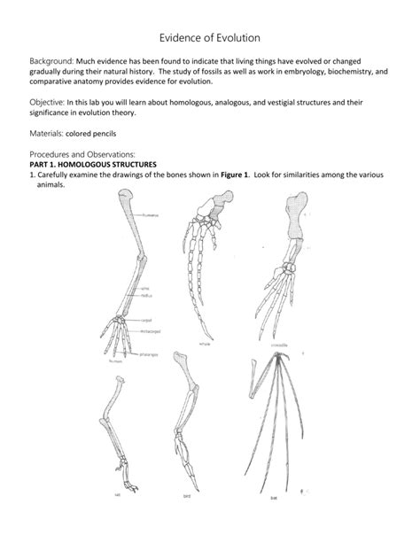 Comparative Anatomy Answer Key Ebook Kindle Editon