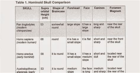 Comparing Hominid Skulls Virtual Lab Answers Reader