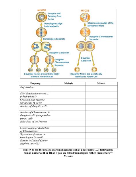 Comparing Mitosis And Meiosis Chart Answer Key Epub