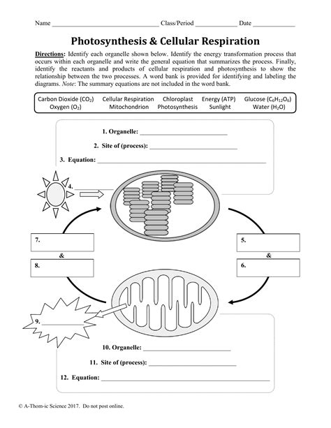 Comparing Photosynthesis And Cellular Respiration Worksheet Answers Doc