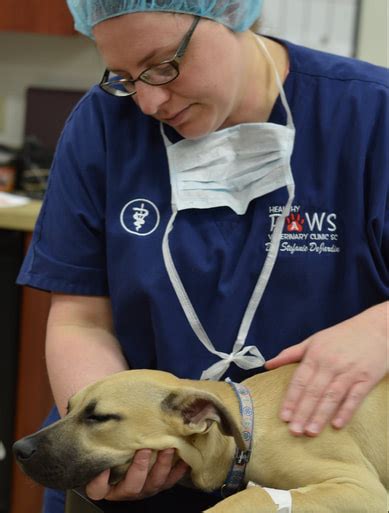 Compassionate and Comprehensive Veterinary Services