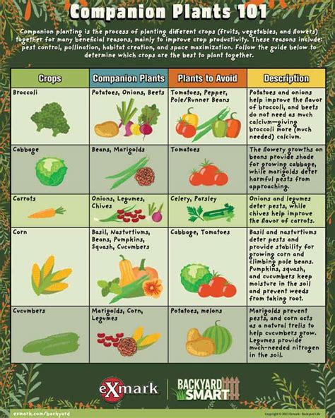 Compatible Vegetable Planting Chart
