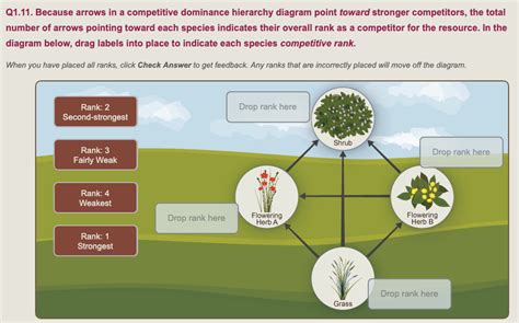 Competitive dominance: