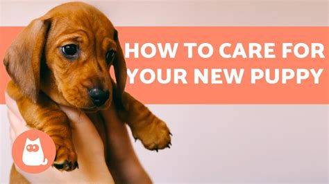 Complete Puppy Care PDF