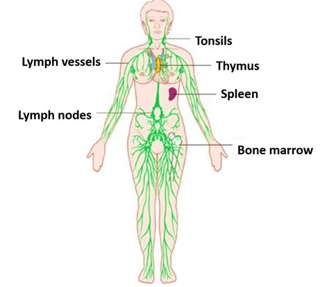 Components Of The Lymphatic System Answers Epub