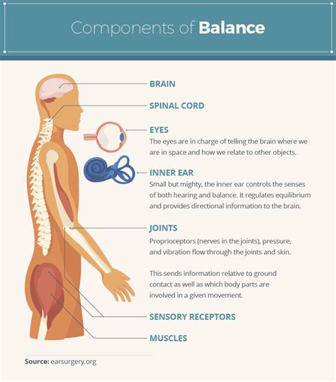 Components of Your Balance