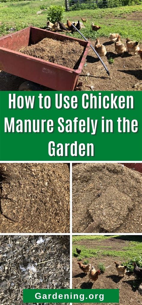 Compost Chicken Manure Safely for Your Garden