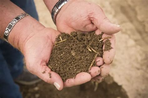 Compost Grinder 101: A Homeowner's Guide to Grinding it Right