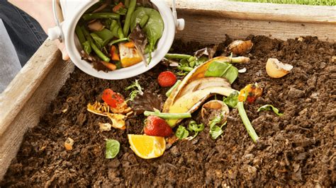 Compost Machine Making: Turn Your Kitchen Scraps into Garden Gold