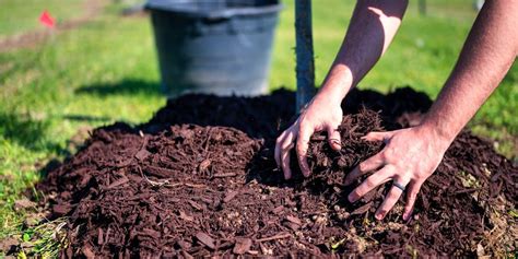 Composting Granulator: The Ultimate 5-in-1 Guide to Boost Soil Health