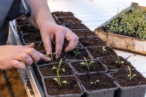 Compound Fertilizer: The Ultimate Guide to Enhancing Crop Yields