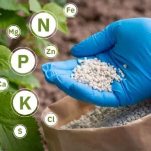 Compound S Fertilizer: The Ultimate Guide to 20-20-20