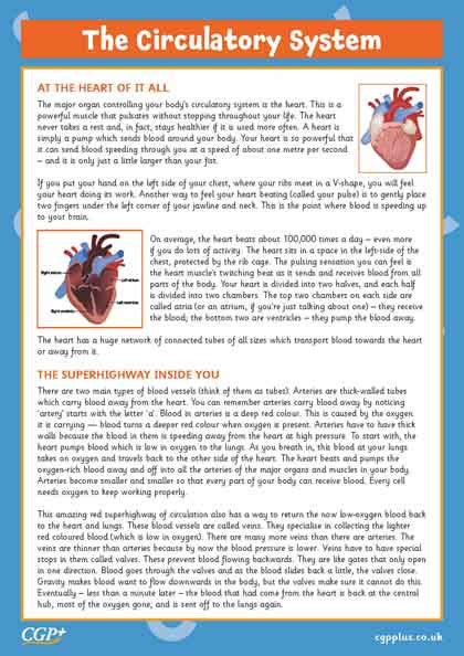 Comprehension About The Circulatory System Answers Doc