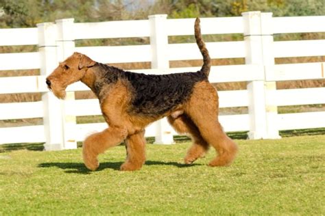 Comprehensive Guide to Caring for Your Airedale Terrier Puppy