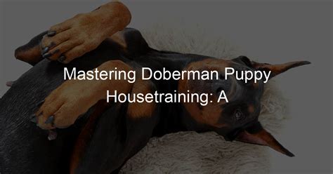 Comprehensive Guide to Cora Doberman Studio: Empowering Creativity and Innovation