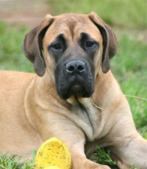 Comprehensive Guide to Finding English Mastiffs Near You