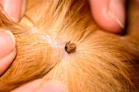 Comprehensive Guide to Flea and Tick Control for Puppies