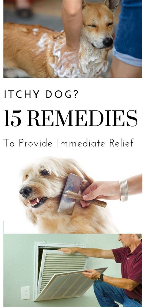 Comprehensive Guide to Itch Relief in Dogs