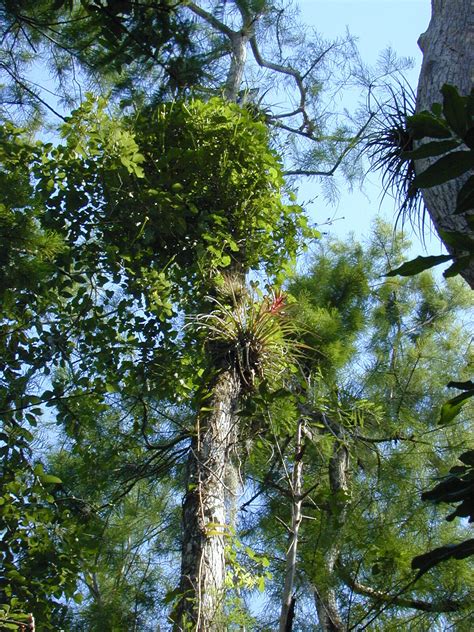 Comprehensive Survey of Epiphytes - Part II Epub