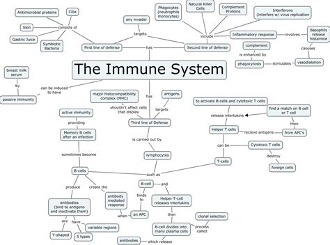 Concept Map 1 Immune System Answers Reader