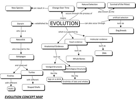 Concept Map For Evolution With Answers Doc