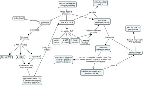 Concept Map Of Cellular Respiration Answers Masteringbiology Reader