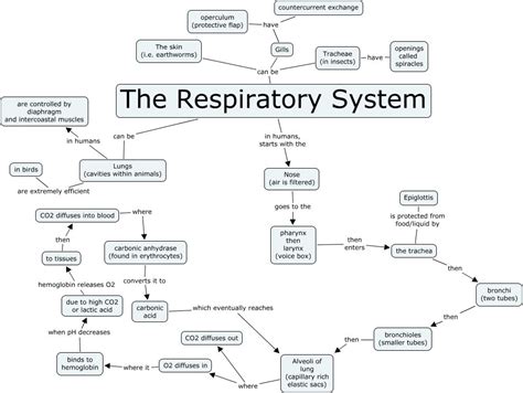 Concept Map Respiratory System With The Answers Reader